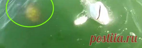 Наверняка акула думала, что она является самым большим хищником. Ошибочка…