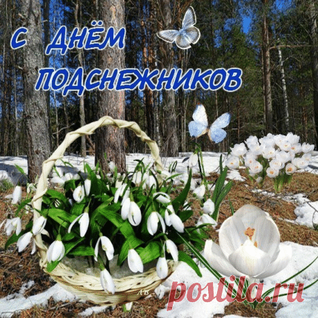 День подснежника сегодня.
Я желаю, чтоб цветок
Подарил вам нежность в жизни,
Будто легкий лепесток. Открытки на День подснежника!