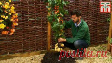 Помидоро-картофельный куст. Два в одном