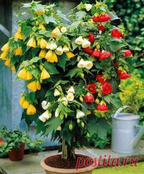 Abutilon HYBRIDUM MIX - Интернет-магазин - Адениум дома: от семян до растений. Выращивание и уход.