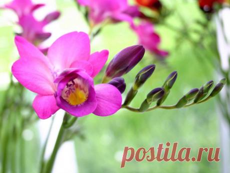 Приятный аромат вашего дома. Немного о способах ароматизации - Делимся советами