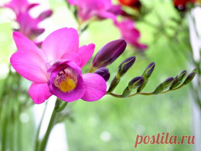 Приятный аромат вашего дома. Немного о способах ароматизации - Делимся советами