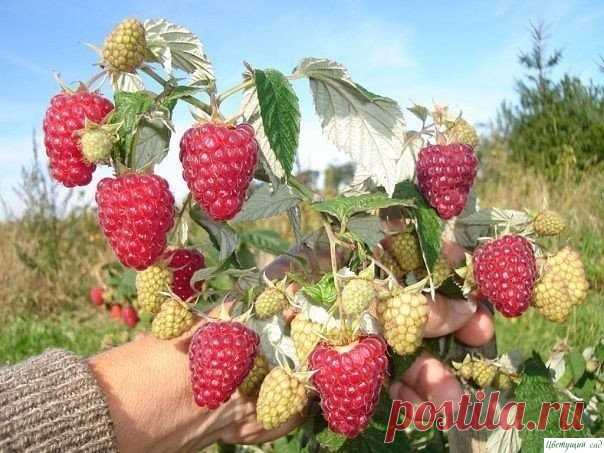 Что сделать, чтобы малина стала крупнее?