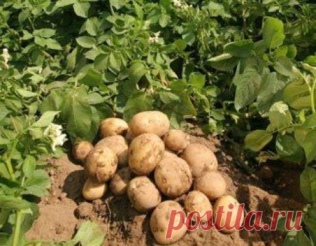 450 КИЛОГРАММОВ КАРТОШКИ – ИЗ ОДНОЙ СОТКИ. РАСКРЫВАЕМ ВСЕ СЕКРЕТЫ.
