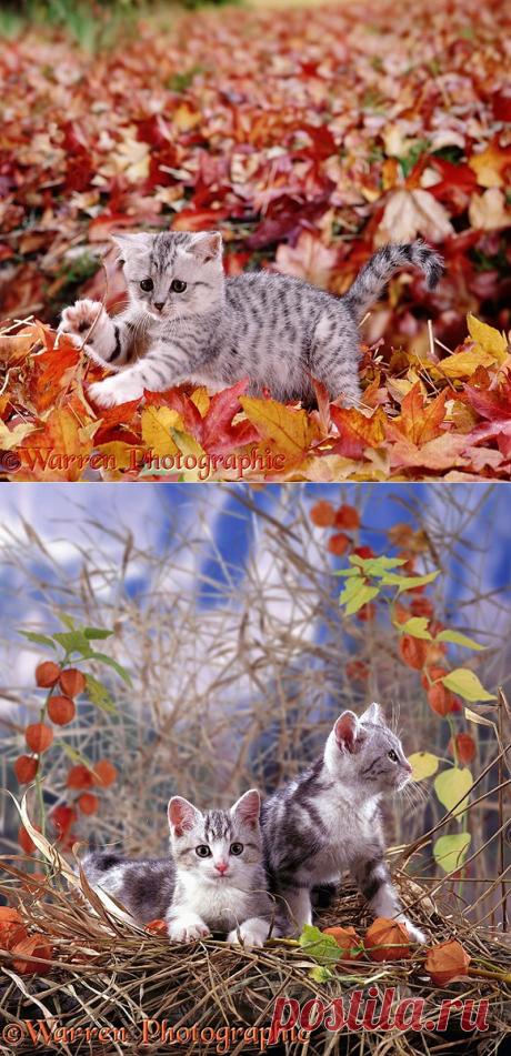 Осенние котятки