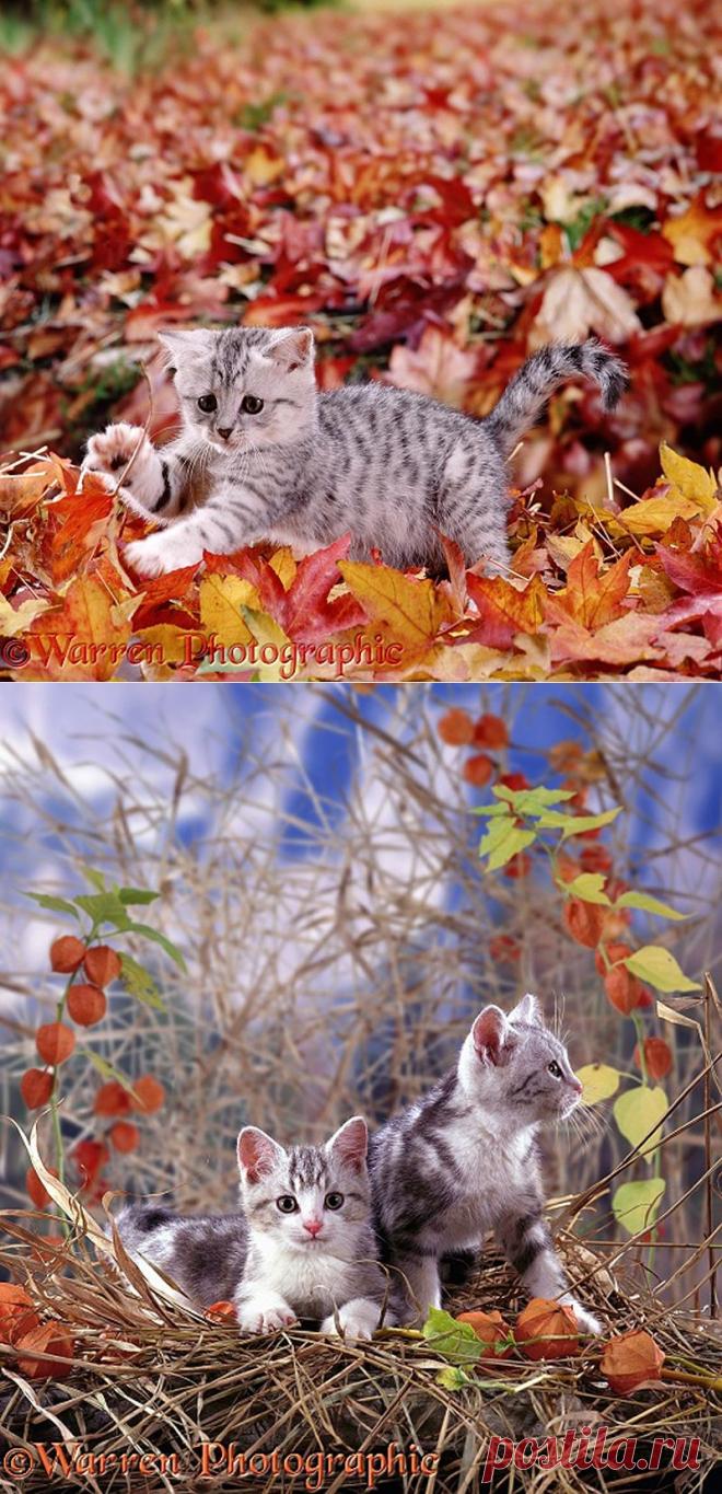 Осенние котятки