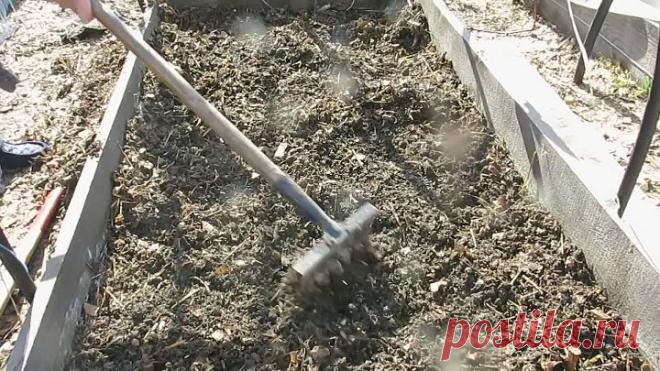 СИДЕРАТЫ .СЕЕМ ОСЕНЬЮ и ранней ВЕСНОЙ сидераты-горчицу. Для плодородия земли.SED