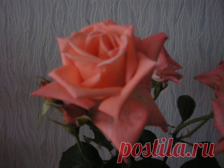 розочка