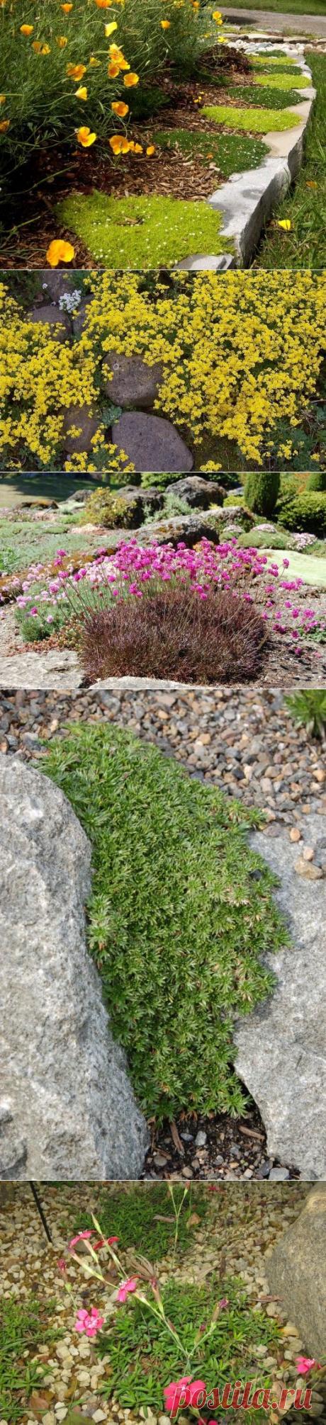 Растения для озеленения садовых дорожек и ступеней