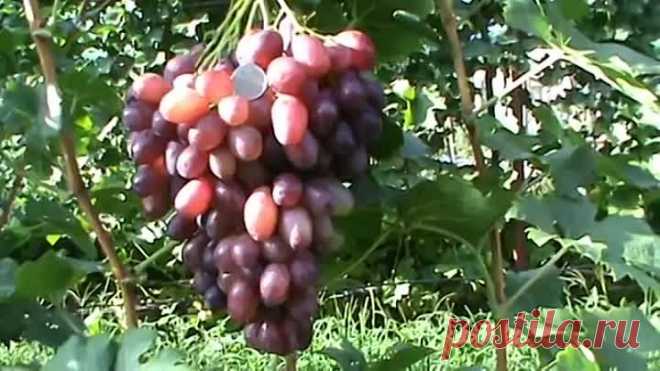 Редкие и лучшие сорта винограда
