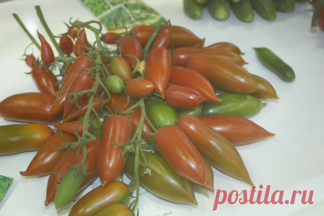 10 цветных овощей, которые всех удивят - Садоводка