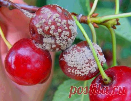 Как лечить черешню от разных заболеваний