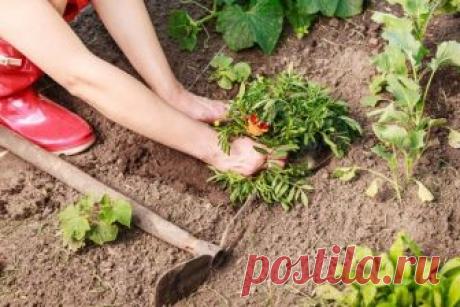 Как обновить и размножить садовые многолетники весной | Прочие многолетники (Огород.ru)