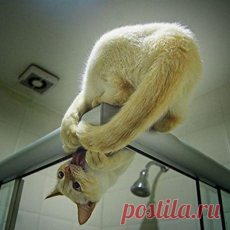 Животный мир, Миу-миу, cats foto 5236, Кошки, коты, котята, фотографии кошек, basik.ru