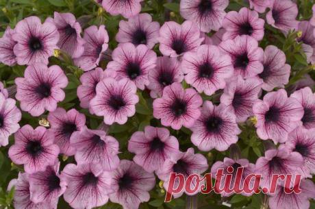 Персональный сайт - Где найти