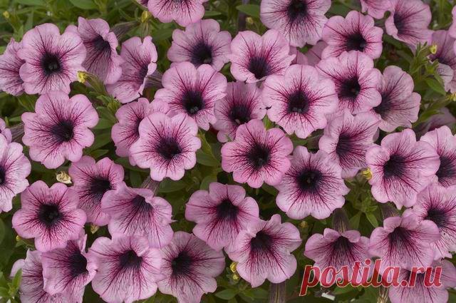 Персональный сайт - Где найти