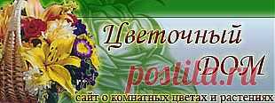 Клеродендрум (Clerodendrum) - Комнатные цветы и растения