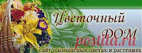 Клеродендрум (Clerodendrum) - Комнатные цветы и растения