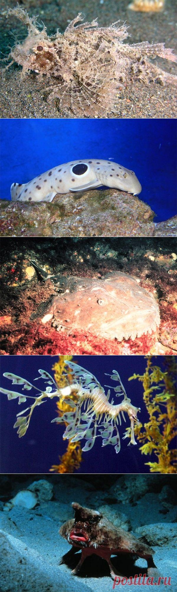 Невероятные существа, созданные природой — Наука и жизнь