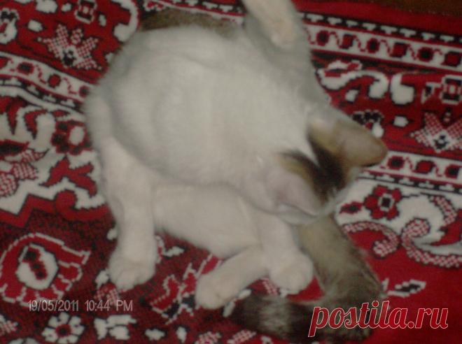 привожу хвостик в порядок