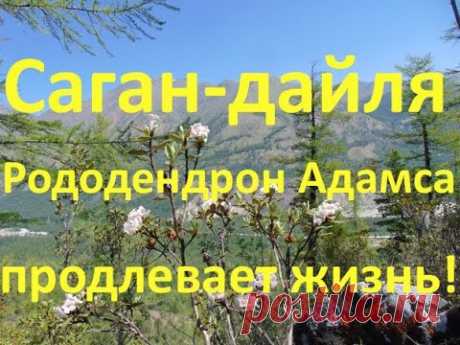 Саган-Дайля (Рододендрон Адамаса) продлевает жизнь