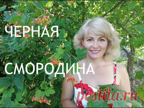 Уход за смородиной. Как правильно ухаживать за смородиной после сбора урожая