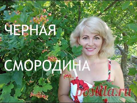 Уход за смородиной. Как правильно ухаживать за смородиной после сбора урожая