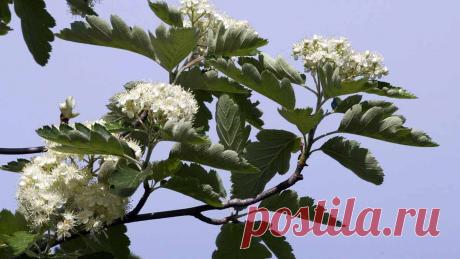 Рябина промежуточная (Sorbus intermedia)