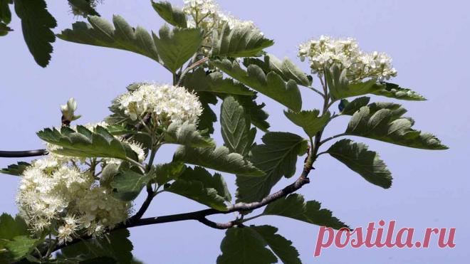 Рябина промежуточная (Sorbus intermedia)