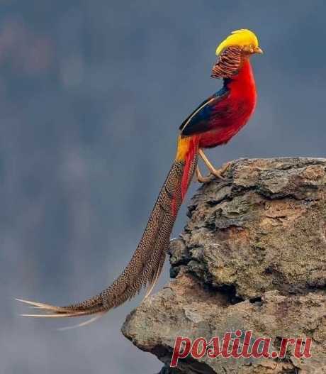 Золотой #фазан / Golden #pheasant (лат. Chrysolophus pictus (Linnaeus, 1758)) — птица рода воротничковых фазанов. 

Один из самых ярких представителей семейства фазановых. Родиной этой красивой птицы является западный Китай. Самцы отличаются очень красивым оперением, и поэтому представители вида в качестве декоративных птиц содержатся в зоопарках и на птицефермах. В Европе золотых фазанов можно наблюдать главным образом в неволе. В Средней Европе и Великобритании существую...