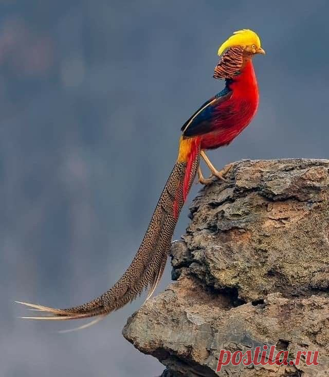 Золотой #фазан / Golden #pheasant (лат. Chrysolophus pictus (Linnaeus, 1758)) — птица рода воротничковых фазанов. 

Один из самых ярких представителей семейства фазановых. Родиной этой красивой птицы является западный Китай. Самцы отличаются очень красивым оперением, и поэтому представители вида в качестве декоративных птиц содержатся в зоопарках и на птицефермах. В Европе золотых фазанов можно наблюдать главным образом в неволе. В Средней Европе и Великобритании существую...