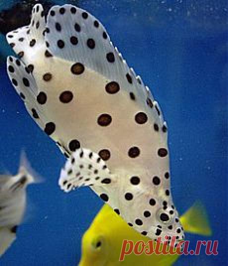 красные волны