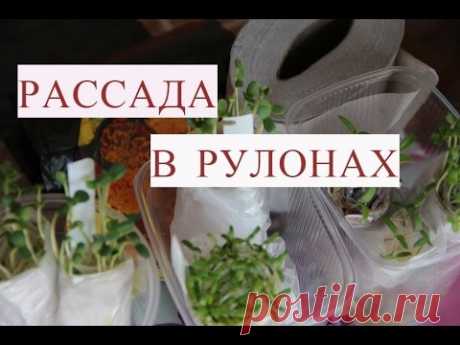 Метод Керимова. Посев Семян в Рулоны на Рассаду. Сеем Бархатцы.