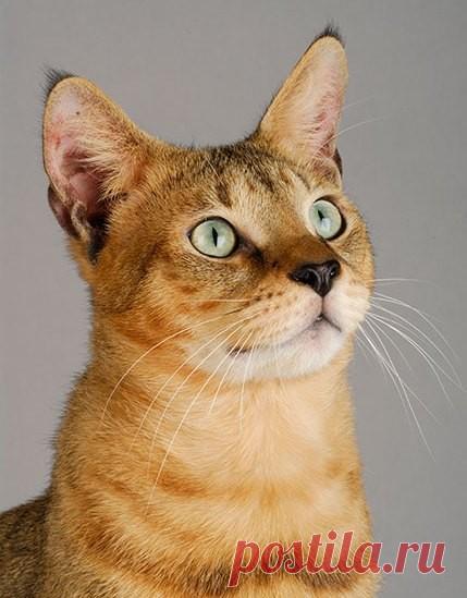 Порода кошек =ЧАУЗИ!