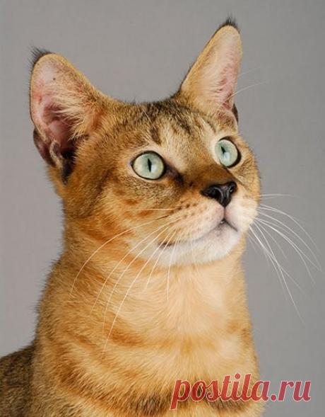 Порода кошек =ЧАУЗИ!