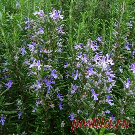 Лекарственное растение Розмарин аптечный (Rosmarinus officinalis). Густой сильно разветвленный вечнозеленый кустарник высотой 30-150 см с сильным ароматом. Листья сидячие, линейные,края подвернуты вниз, с верхней стороны блестящие, насыщенно-зеленые, с нижней стороны - покрытые белым войлоком, длиной 1-3,5 см. Бледно-голубые до светло-лиловых цветки с двугубым венчиком; тычинки и столбик далеко выдаются вперед; венчик длиннее чашечки. Изменчивый вид.