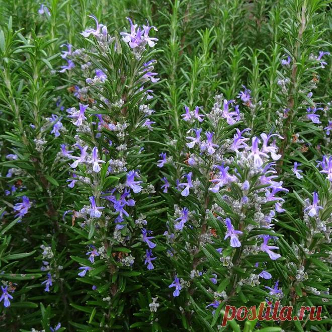Лекарственное растение Розмарин аптечный (Rosmarinus officinalis). Густой сильно разветвленный вечнозеленый кустарник высотой 30-150 см с сильным ароматом. Листья сидячие, линейные,края подвернуты вниз, с верхней стороны блестящие, насыщенно-зеленые, с нижней стороны - покрытые белым войлоком, длиной 1-3,5 см. Бледно-голубые до светло-лиловых цветки с двугубым венчиком; тычинки и столбик далеко выдаются вперед; венчик длиннее чашечки. Изменчивый вид.