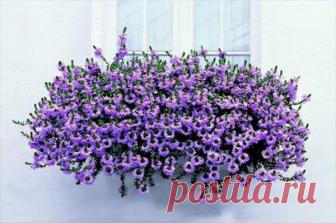 Странный однолетник с цветком-веером: удивляет и украшает сад с мая по сентябрь