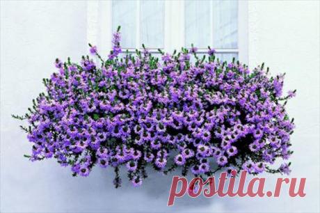 Странный однолетник с цветком-веером: удивляет и украшает сад с мая по сентябрь