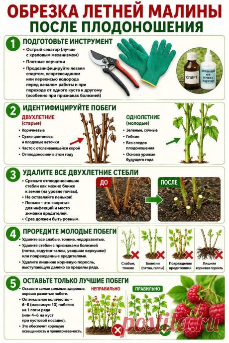 Обрезка летней малины после плодоношения