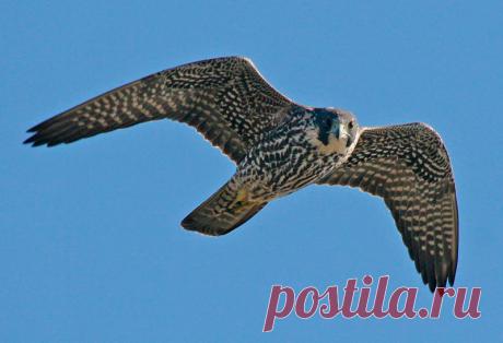 ТОП-10 самых быстрых представителей животного мира