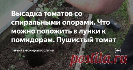 Высадка томатов со спиральными опорами. Что можно положить в лунки к помидорам. Пушистый томат