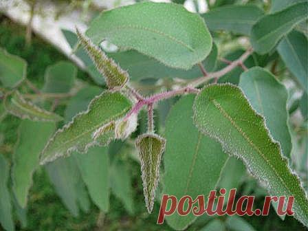ЭВКАЛИПТ ЛИМОННЫЙ (Eucalyuptus citriodora)  Прикоснувшись к листкам этого растения, Вы почувствуете свежий цитрусовый запах со сладким бальзамовым тоном, этот аромат эффективен при головной боли и невралгии. Комнатное. 1саженец – 350 руб.                               . Вышлю каталог растений. Пишите на kippiep@mail.ru