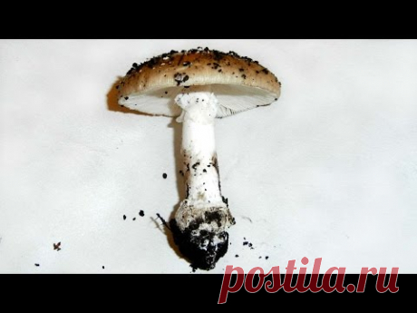 Как отличить съедобные грибы, например сыроежки от ядовитых поганок и мухоморов рода Amanita