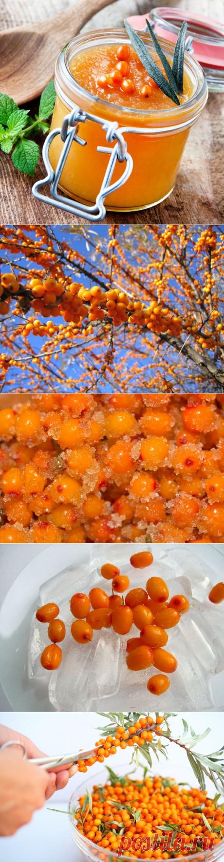 33 cекрета заготовки "золотой ягоды" - облепихи на зиму / Дачные рецепты / 7dach.ru