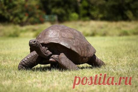 15 животных, которые старше, чем ваши бабушка и дедушка Пока люди ищут секреты долголетия, эти животные, птицы и рыбы спокойно живут сотни лет на нашей планете. В нашем списке — 14 животных-старожилов и одно бессмертное существо! 1. Джордж, гигантский лобс...