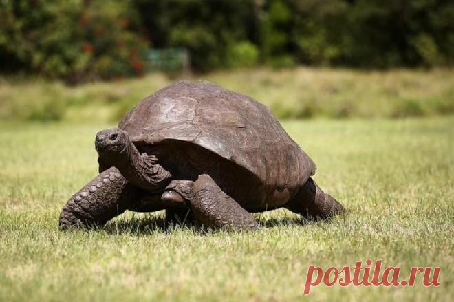 15 животных, которые старше, чем ваши бабушка и дедушка Пока люди ищут секреты долголетия, эти животные, птицы и рыбы спокойно живут сотни лет на нашей планете. В нашем списке — 14 животных-старожилов и одно бессмертное существо! 1. Джордж, гигантский лобс...