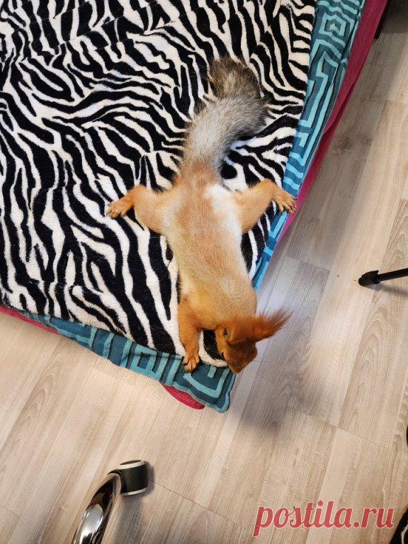 Бусюшка отдыхает 