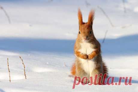 Гороскоп здоровья на февраль 2016 года