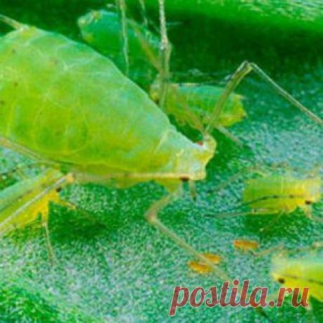 Усадьба | Огородник : Спасаем огурцы от бахчевой тли